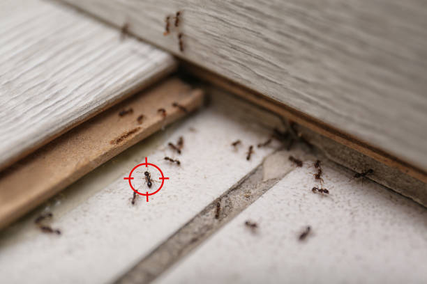 Trusted West York, PA Pest Control Experts