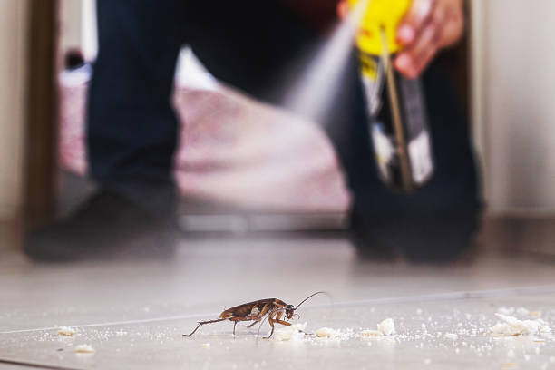 Best Affordable Pest Control Services  in West York, PA